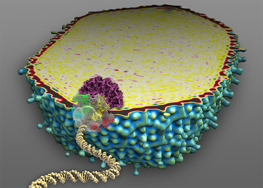 Cutaway of actual headcapsid, cryoEM data, with UCSF Chimera. Other elements composited in layers. Handmade DNA!