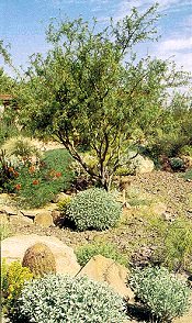 Desert Garden Scene